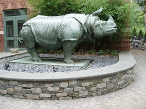 Rhinoceros